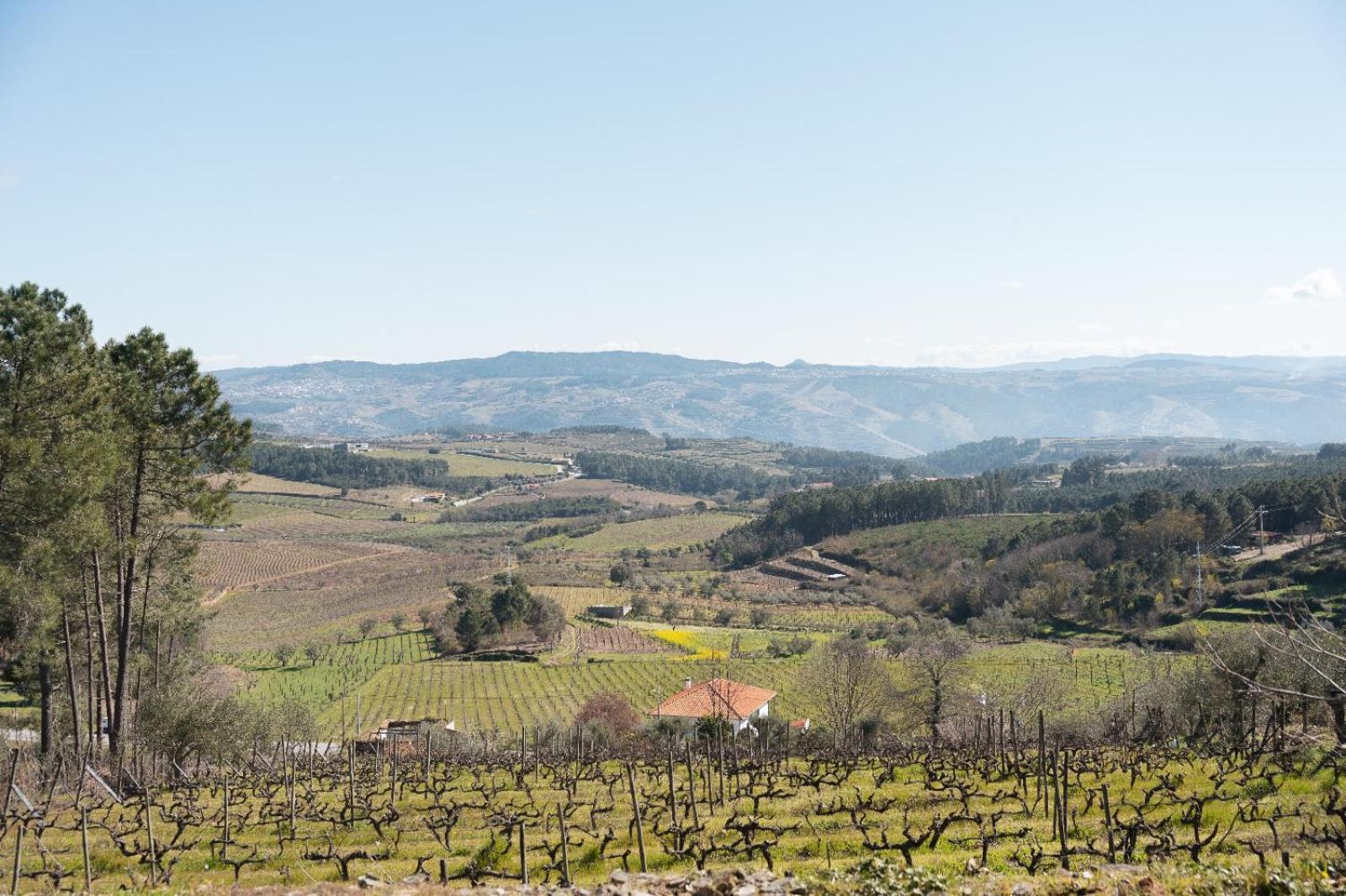 Quinta Da Eira Douro Valley Fermentoes  エクステリア 写真